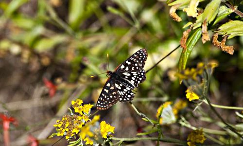 woods insect butterfly chalcedon checkerspot