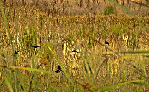 field bird blackbird plant grass