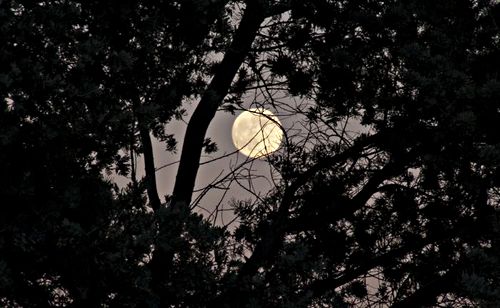 silhouette moon