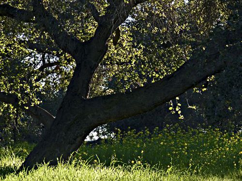 field woods silhouette plant live oak