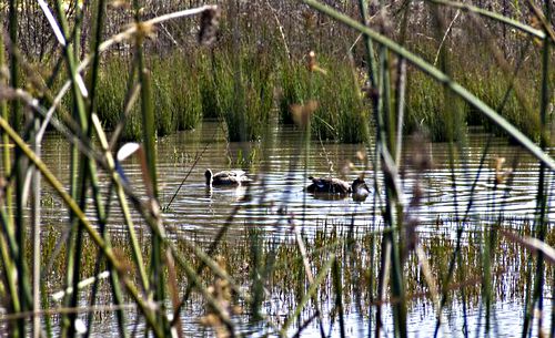 lake bird duck plant reed