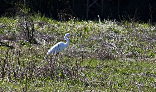 field bird egret