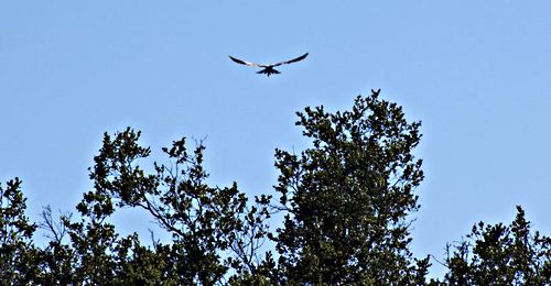 field bird kite