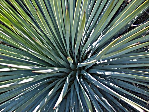  leaf plant cactus yucca