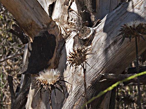  bark dry plant thistle