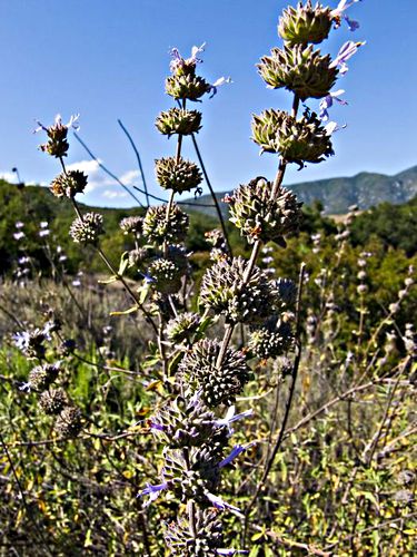field mountain dry flower plant sage