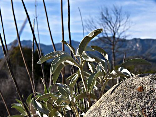 rock mountain leaf plant sage