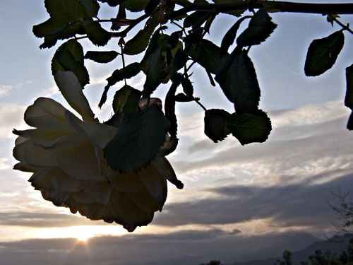 sunset silhouette flower plant rose