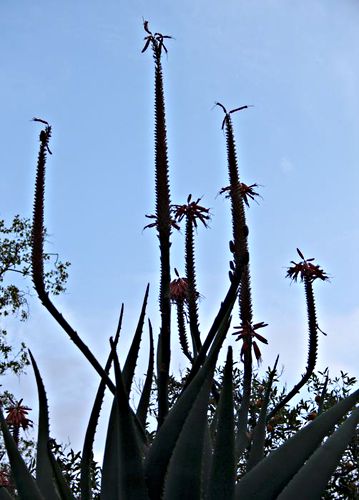 silhouette plant succulent aloe