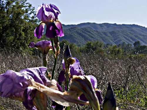 field mountain flower plant iris