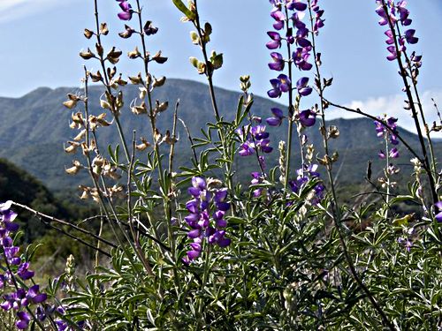 field mountain plant lupine