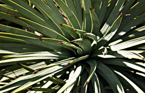  plant cactus yucca