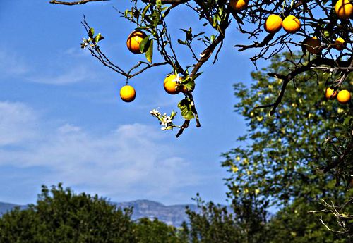agriculture mountain plant citrus
