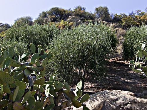 rock agriculture plant olive plant cactus prickly pear (opuntia)