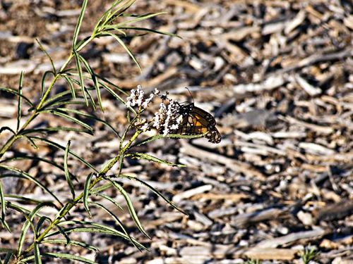 field insect butterfly monarch
