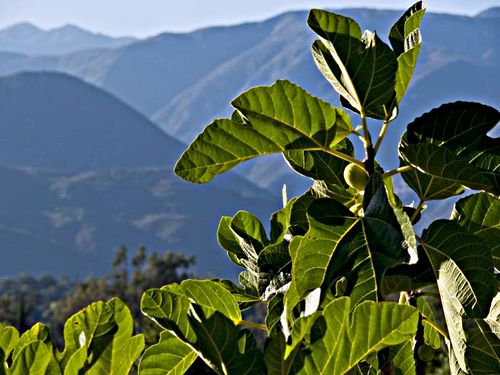 mountain fruit leaf plant fig