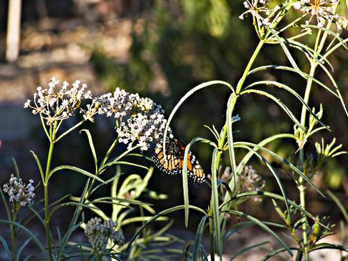 field flower leaf plant milkweed insect butterfly monarch