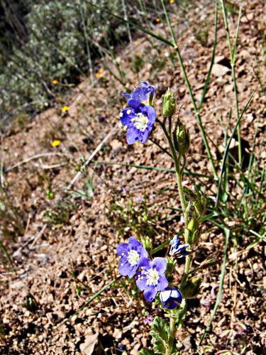 desert flower plant phacelia