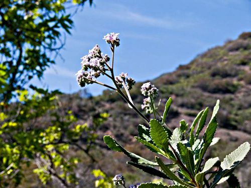 mountain flower plant sage