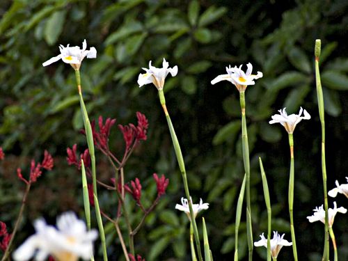 garden flower plant iris