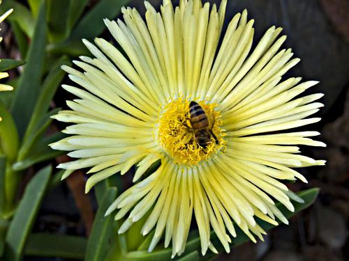 garden flower plant succulent ice plant insect bee
