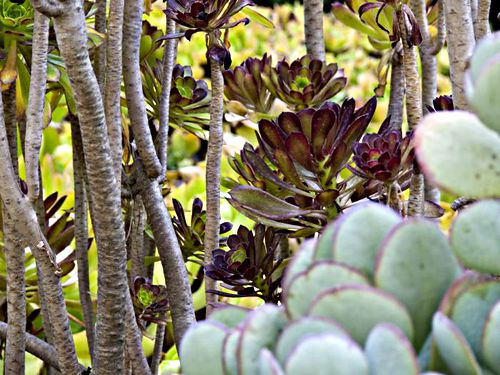 garden leaf plant succulent