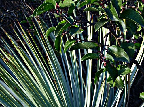  plant sumac plant cactus yucca