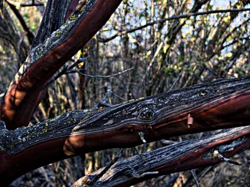woods bark plant manzanita