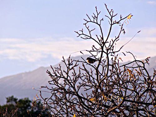 mountain silhouette branches bird flycatcher