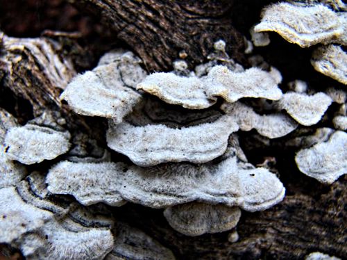  bark fungus