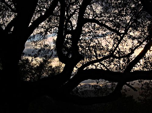 silhouette sunset mountain woods