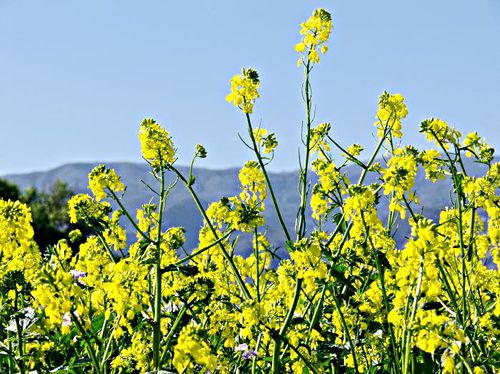 field mountain flower plant mustard