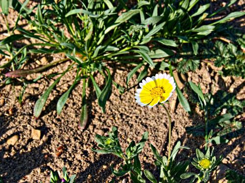 field flower plant tidy tips