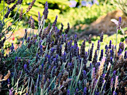 garden plant lavender