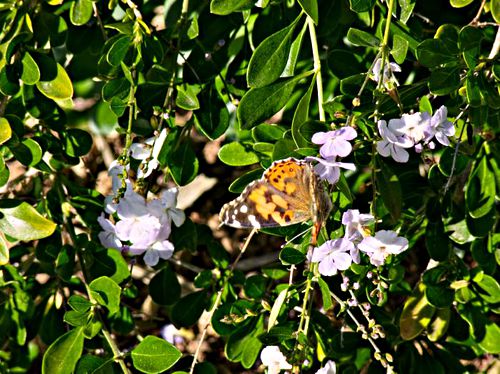 garden insect butterfly vanessa (painted lady)