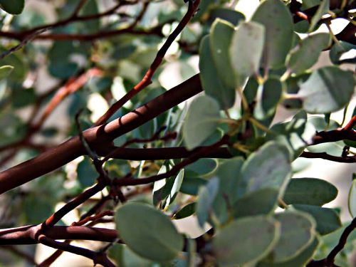 field bark leaf plant manzanita