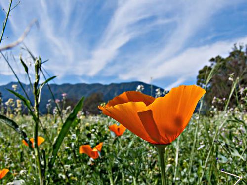 field mountain flower plant poppy