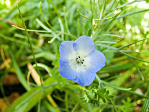 field flower plant baby blue-eyes (nemophila)
