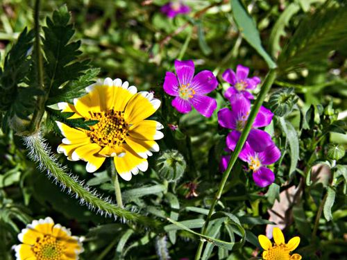 field flower plant calandrinia (red maids) plant tidy tips