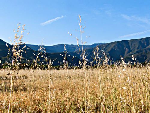 field mountain dry plant grass