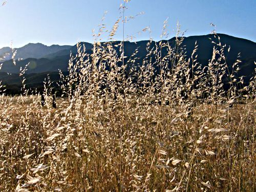 field mountain dry plant grass