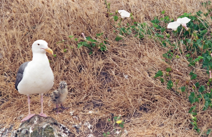 field bird gull plant morning glory