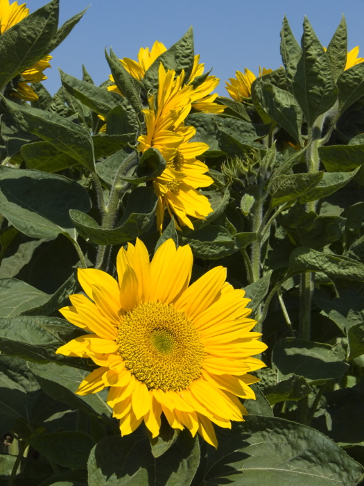  flower plant sunflower