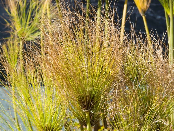  leaf plant papyrus