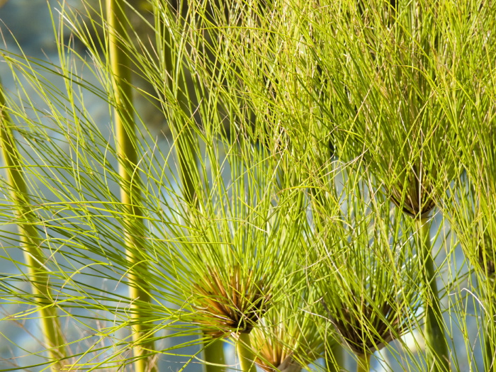  leaf plant papyrus