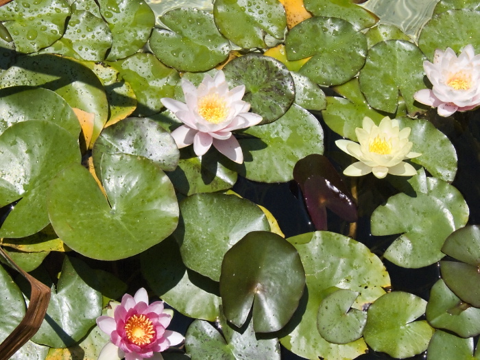 artifact flower leaf plant waterplant