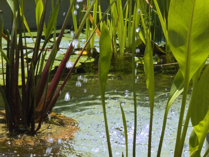 artifact leaf plant waterplant