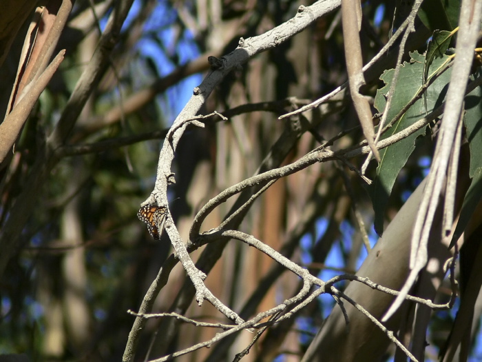 woods branches plant eucalyptus insect butterfly monarch