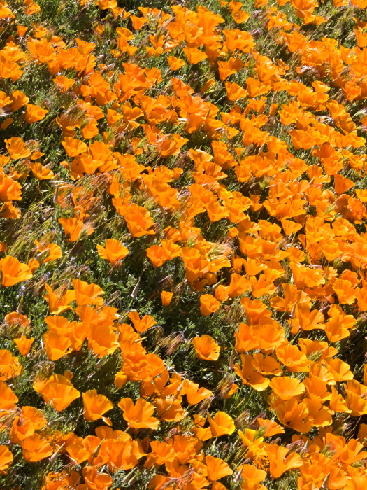  flower plant poppy