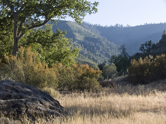 woods mountain field